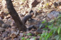 Ranthambore Nationalpark - Mungo