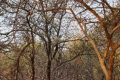 Ranthambore Nationalpark