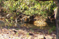 Ranthambore Nationalpark - Tiger