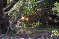 Ranthambore Nationalpark - Tiger
