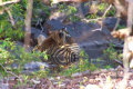 Ranthambore Nationalpark - Tigersichtung