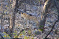 Ranthambore Nationalpark - Leopard