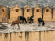 Jaipur - Fort Amber