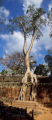 Ta Prohm Tempel