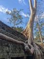 Ta Prohm Tempel
