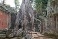 Ta Prohm Tempel