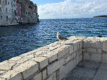 Rovinj