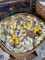 Ban Xan Khong - Seidenraupen