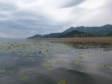 Skutarisee