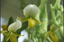 Keukenhof