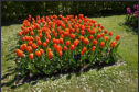 Keukenhof