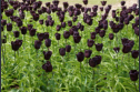 Keukenhof