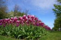 Keukenhof