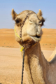 Wahiba Sands