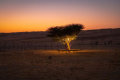 Wahiba Sands