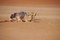 Wahiba Sands