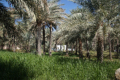 Oase Al Hamra