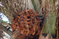 Oase Al Hamra - Dattelpalme
