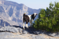 Jebel Shams