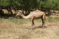 Wadi Darbat - Kamele