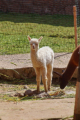Chinchero - Lamazucht