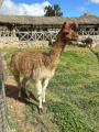 Chinchero - Lama