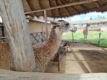 Chinchero - Guanaco