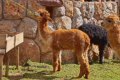 Chinchero - Alpaka