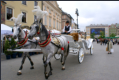 Krakau - Fiaker wie im guten alten Wien 