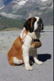 Am Gornergrat