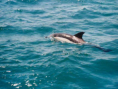 Delfin-Beobachtung im Mittelmeer.