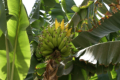 Bananenstaude in der Hotelanlage