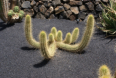 Jardin de Cactus