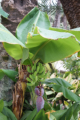 Elche - Botanischer Garten Huerto del Cura
