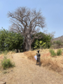Koutammakou - Baobab (Affenbrotbaum)