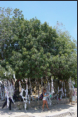 Paphos - Wunschbaum