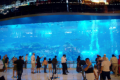 Dubai Mall - Aquarium