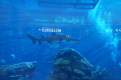 Dubai Mall - Aquarium