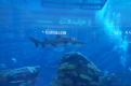 Dubai Mall - Aquarium