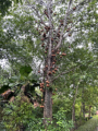 Tien Mu-Pagode - Kanonenkugelbaum
