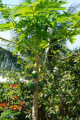 Papaya