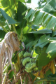 Bananenstaude