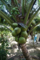 Kokospalme