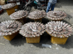 Binh Tay Market - Getrockneter Fisch