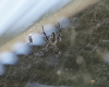 Spinne in der Nhe der Ziegelbrennerei