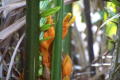 Blte der Mangroven-Palme (Nipa-Palme)